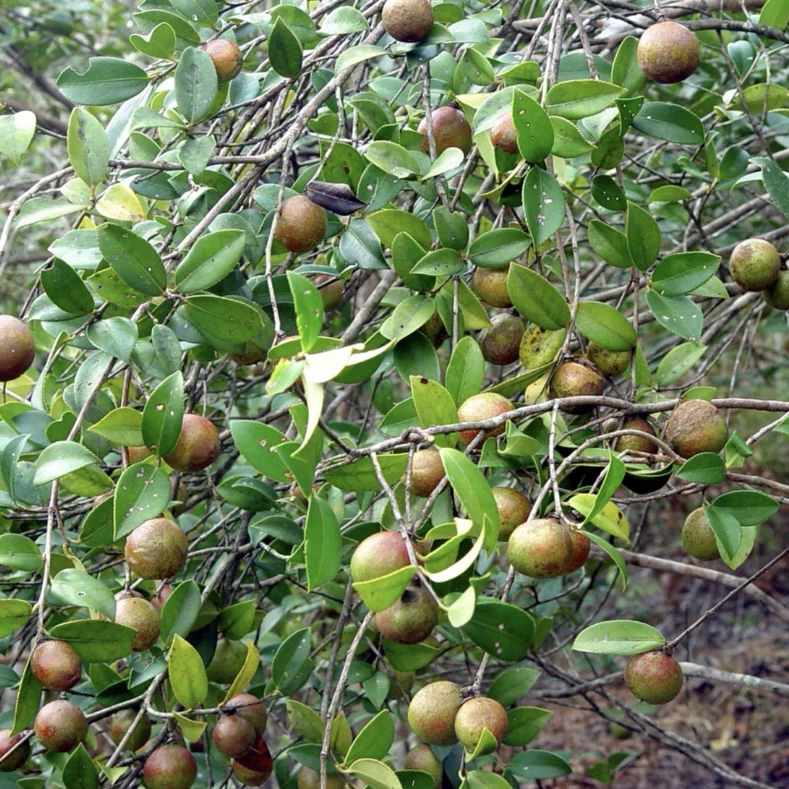 Kamelian kukkien siemenet